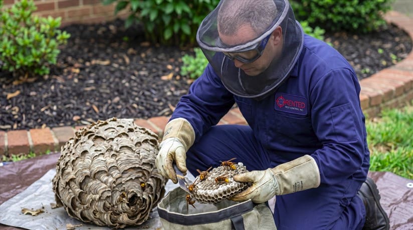 Professional wasp technician safely removing and handling a European hornet nest with expert care, advanced protective equipment, and precise tools to ensure a secure and professional treatment process.