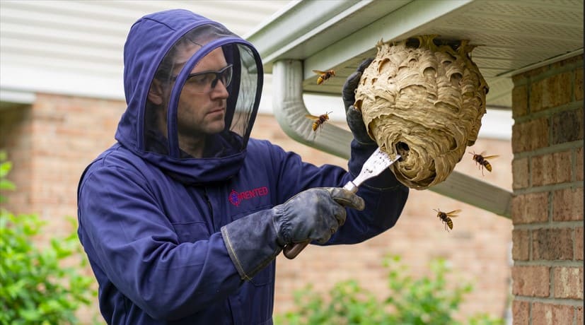 Wasp Removal Guildwood